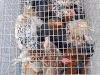 Chickens — Foto 2