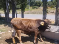 母牛, Cattle — 照片 4
