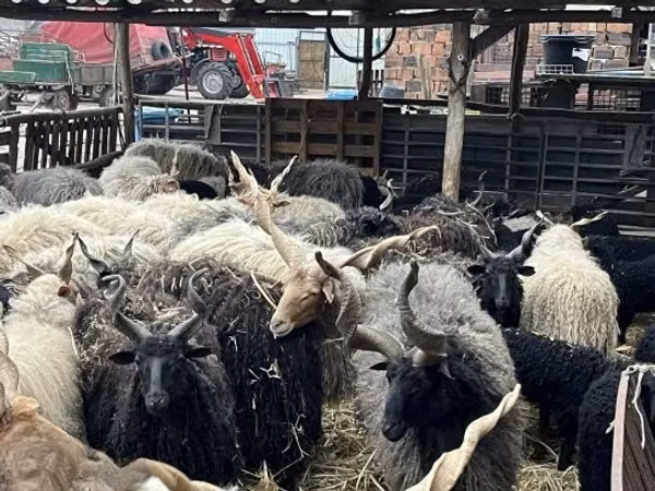 Schafe (Partie, Geschlecht nicht angegeben), Racka sheep