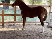 Horse (M), Horses — photo 1