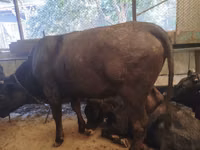 母牛, Swiss cattle — 照片 4