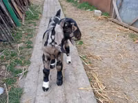 Cabro, Kamori goats — foto 4