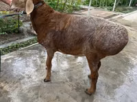 Carnero, Ovejas — foto 8