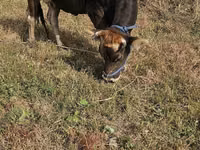 Vaca, Raza Alatau — foto 2