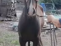 Hengst, Lipizzaner — Foto 3