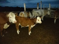 Bull, Simmental cattle — photo 3