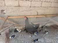 Chickens — Foto 1
