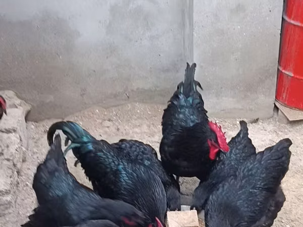 أستراليان بيت غيم فاول