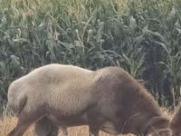 公羊, Arashan sheep — 照片 1