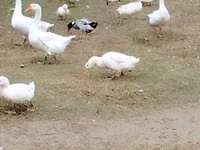 Geese — 1-rasm
