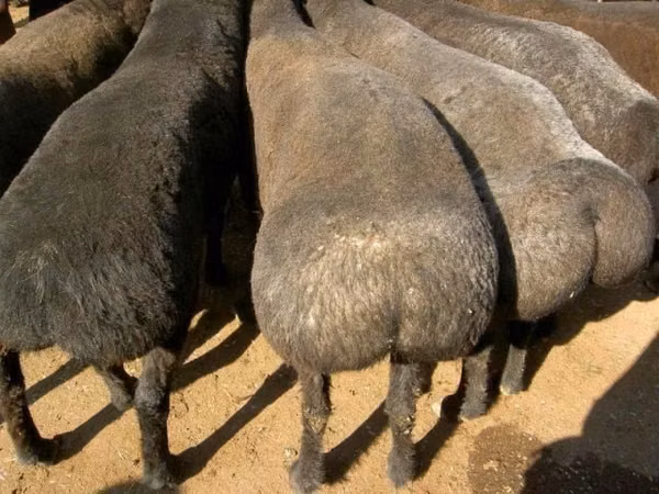 Кочкор, Койлор — Казакстан