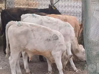 Rinder (Partie, Geschlecht nicht angegeben), Limousin-Kuh — Foto 3