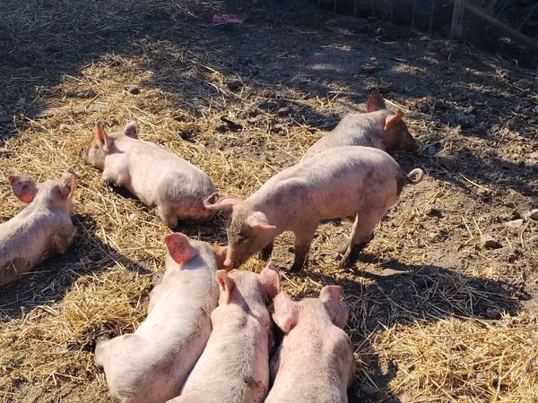 Eber, Schweine