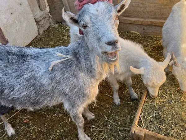 母山羊, Saanen goat — 哈萨克斯坦