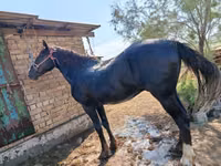 Айғыр, Kyrgyz Horse — 5-сурет