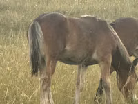 Stute, Kazakh horse — Foto 3