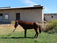 Caballo, Vladimir heavy draft — foto 6