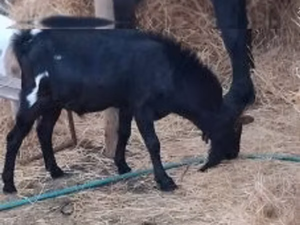 تيس, Nubian Goat