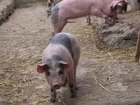 Schweine (Partie, Geschlecht nicht angegeben), Schweine — Foto 1