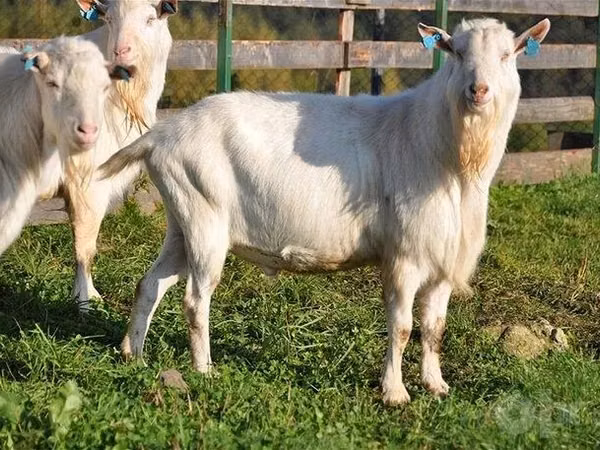 تيس, Saanen goat