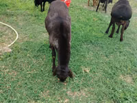 كبش, Rhon sheep — الصورة 1