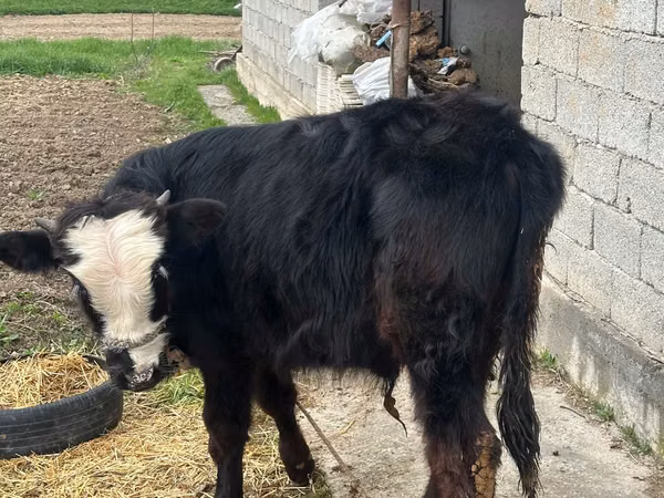 ثور, Simmental cattle