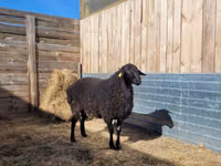 Qoʻchqor, Hissar sheep — 1-rasm