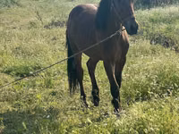 Horse (M), Horses — photo 4