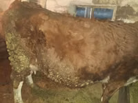 गाय, Simmental cattle — फ़ोटो 3