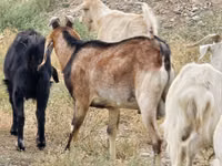 تيس, Nubian Goat — الصورة 2
