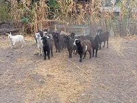 Goat, Alpine goat — photo 7