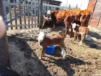 गाय, Latvian Blue cattle — फ़ोटो 4