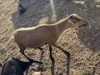 Qo‘ylar (partiya, jinsi ko‘rsatilmagan), Cameroon sheep — 6-rasm