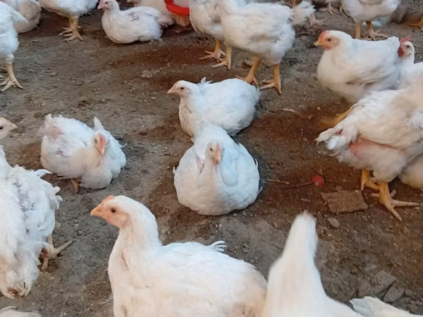 Chickens — Kirgisistan