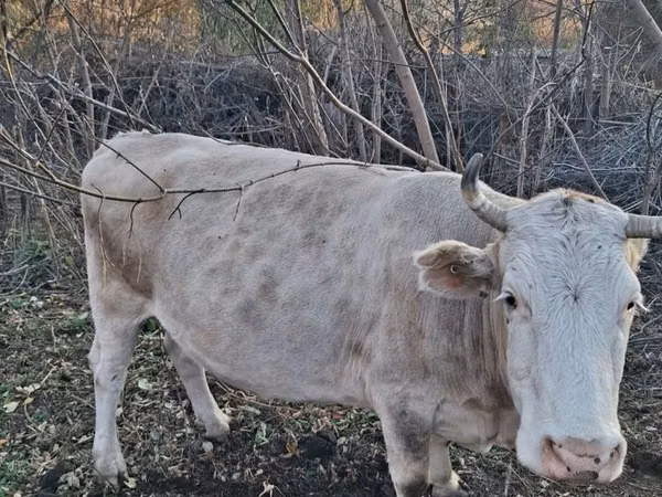 Kuh, Latvian Blue cattle