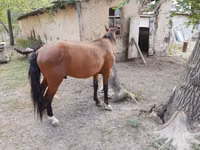 Hengst, Karachay horse — Foto 4