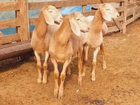 كبش, Arashan sheep — الصورة 2