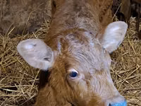 公牛, Simmental cattle — 照片 2