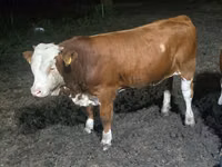 सांड, Swiss cattle — फ़ोटो 3