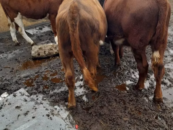 公牛, Cattle — 哈萨克斯坦