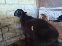 Қой, Hissar sheep — 1-сурет