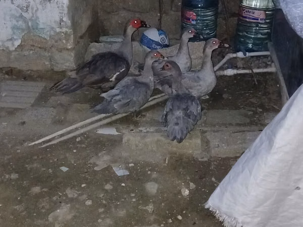 डोमेस्टिक मस्कोवी