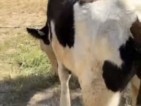 Bovinos (lote, sexo no especificado), Ganado vacuno — foto 3