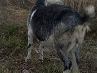 Ziegenbock, Alpine goat — Foto 5