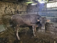 公牛, Swiss cattle — 照片 1