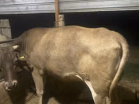 Vaca, Swiss cattle — foto 1