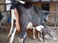 母牛, Russian Black pied cattle — 照片 2