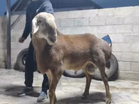 Carnero, Arashan sheep — foto 4