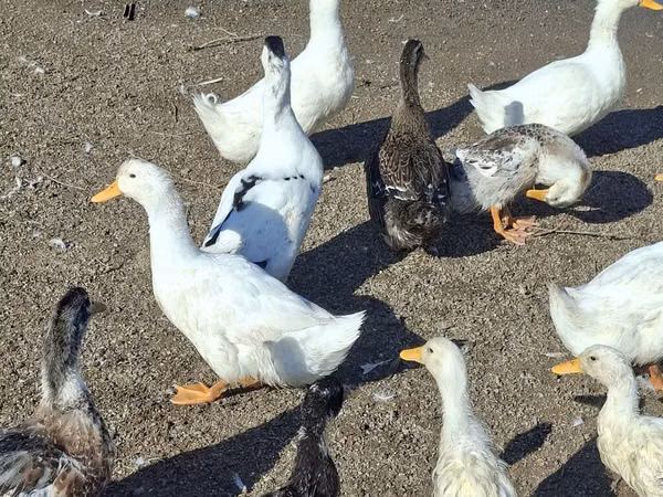 Ducks