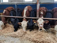Bovinos (lote, sexo no especificado), Hereford — foto 2